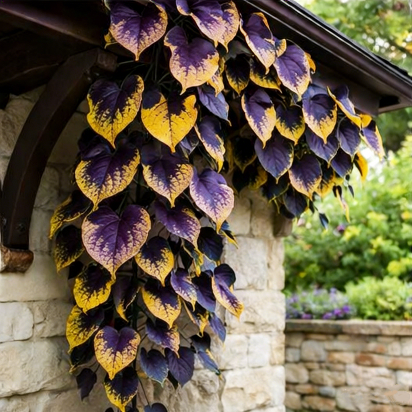 💜Purple Heart Vine Seeds–Vibrant Climbing Beauty 🌿✨