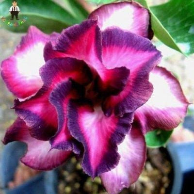 ✨Desert Rose Seeds🌹Heat-Resistant✨