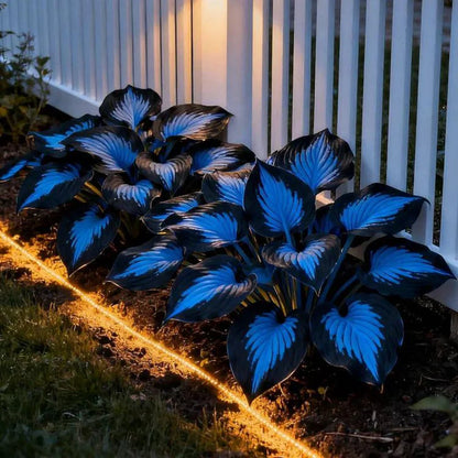 🌿 Unique Hosta Seeds – Freshly Shipped From Oregon 🌱