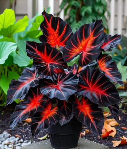 🌿 Rare Velvet Dwarf Hosta Seeds - Exquisite Shade-Loving Perennial