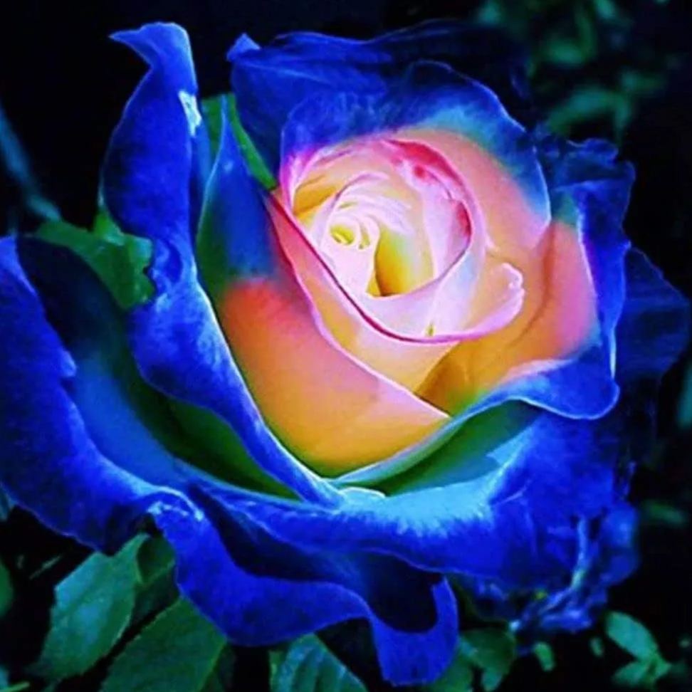 Rare Blue Pink Roses Plant Seeds Balcony Garden Potted Rose