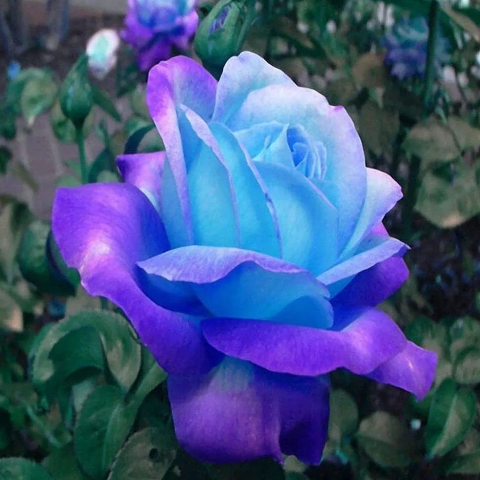 Rare Blue Pink Roses Plant Seeds Balcony Garden Potted Rose