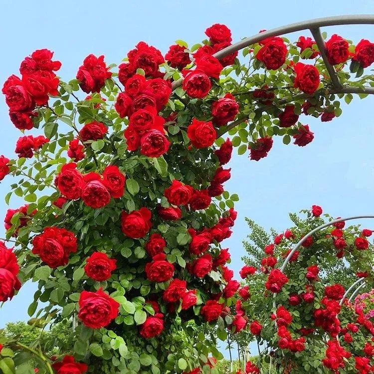 Explosion Climbing Rose Seeds