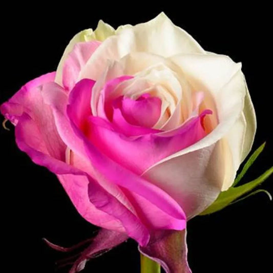 Fuchsia white rose seeds - Cozy Beauty