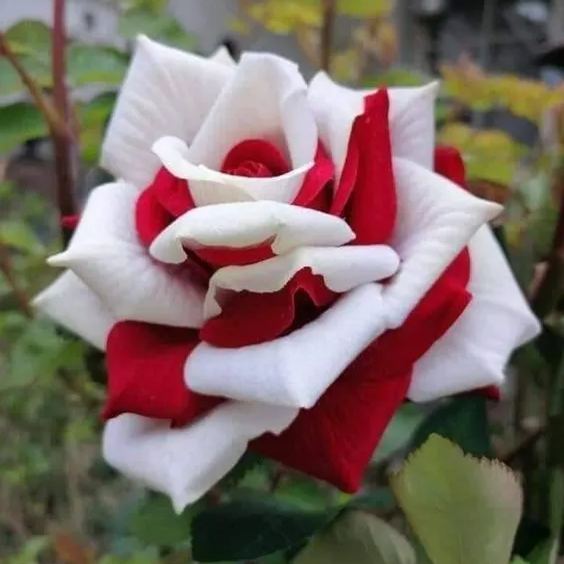 Cascading Roses in Red and White Seeds