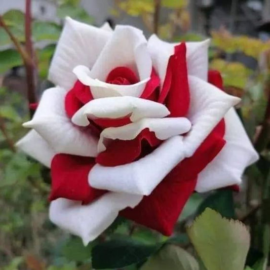 Cascading Roses in Red and White Seeds
