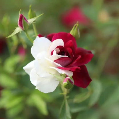 Rare Twin Roses - Seeds