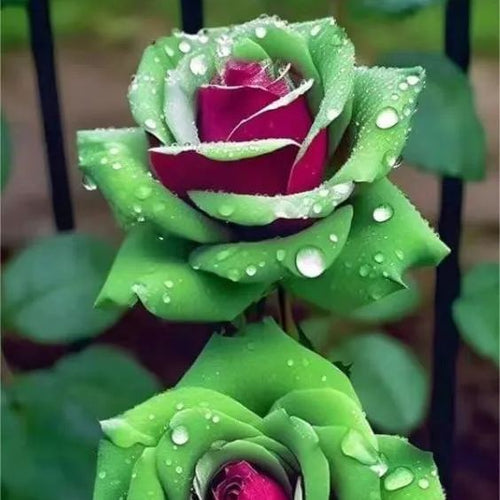 Ruby Green Twin Roses