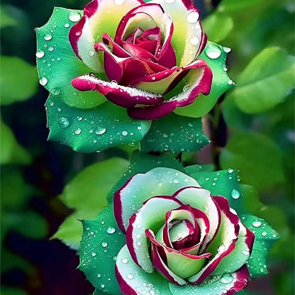 Ruby Green Twin Roses