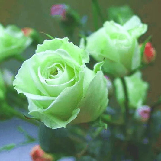 Green Rose Flower Seeds