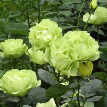 Green Rose Flower Seeds
