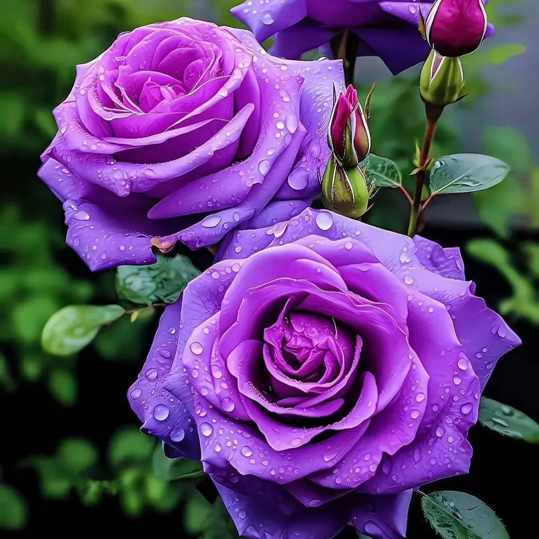Rare Purple Rose Plant Seeds for Home Gardens
