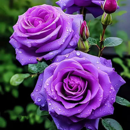 Rare Purple Rose Plant Seeds for Home Gardens