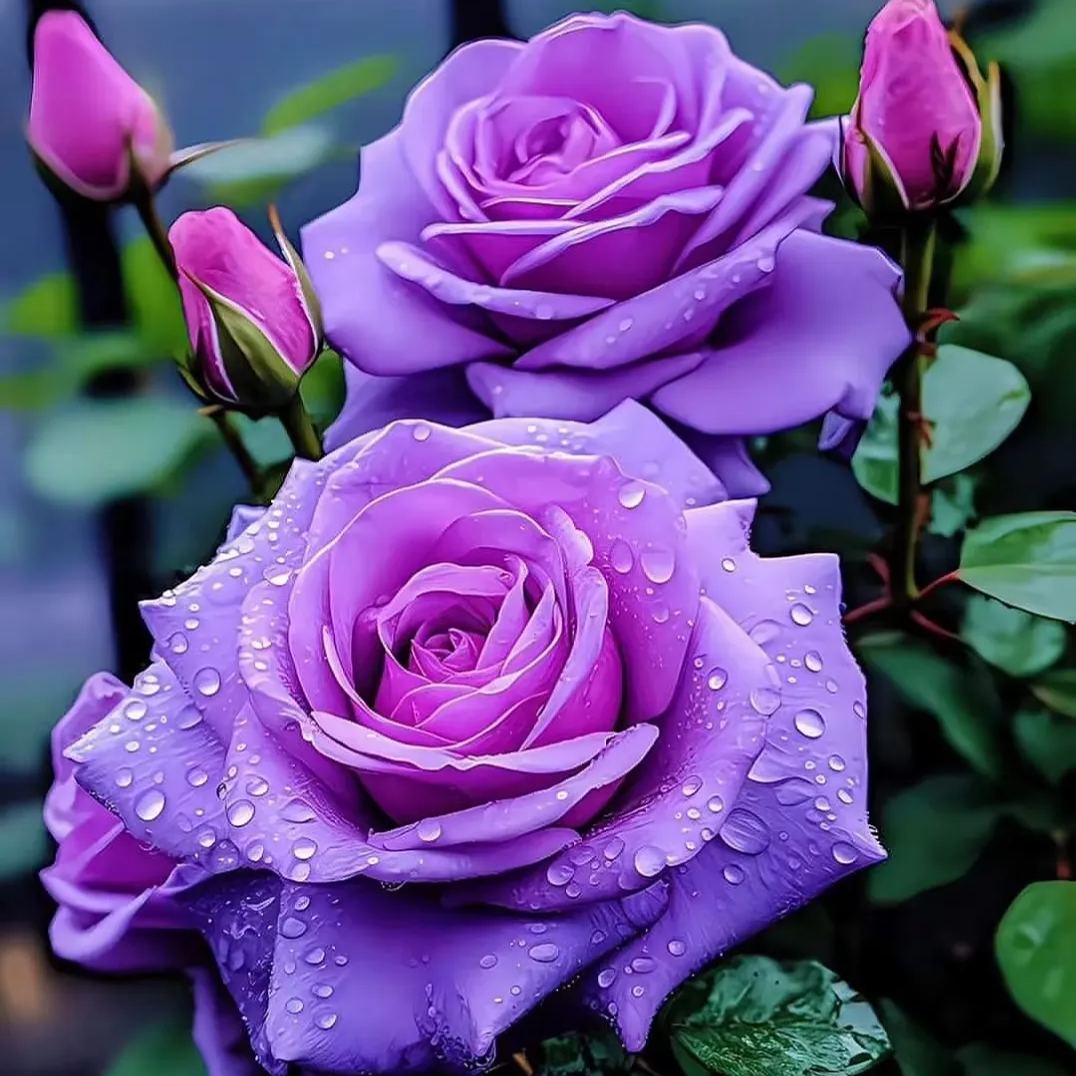 Rare Purple Rose Plant Seeds for Home Gardens