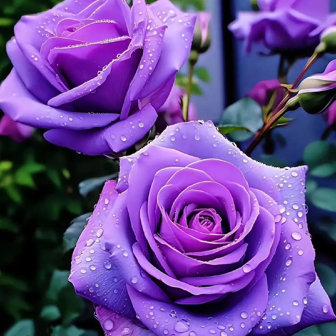 Rare Purple Rose Plant Seeds for Home Gardens