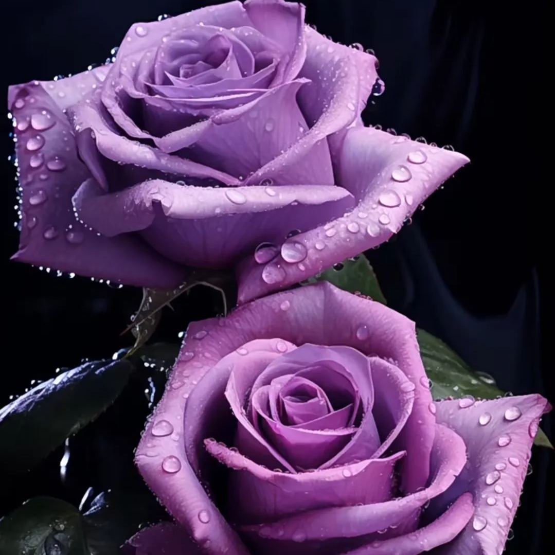 Rare Purple Rose Plant Seeds for Home Gardens