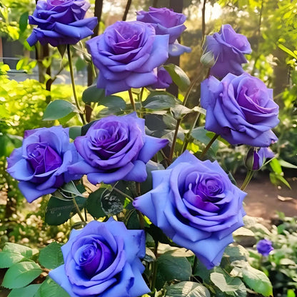 Rare Purple Rose Plant Seeds for Home Gardens