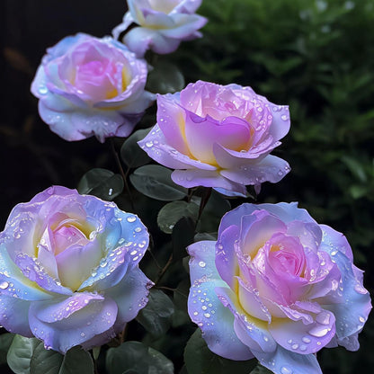 Rare Gallus Purple Rose Seeds