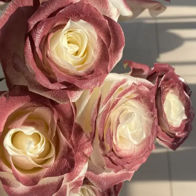 Versailles Vintage Red Rose Seeds