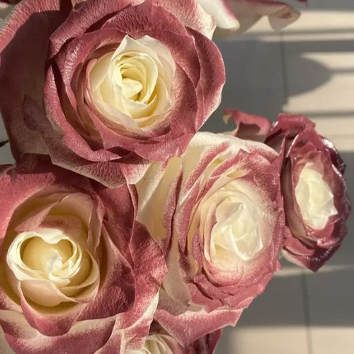 Versailles Vintage Red Rose Seeds