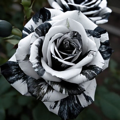 🌹 Rare Twin Rose Seeds – Double Blooms, Double Beauty