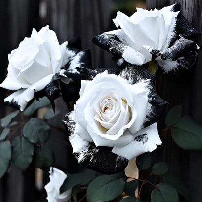 🌹 Rare Twin Rose Seeds – Double Blooms, Double Beauty