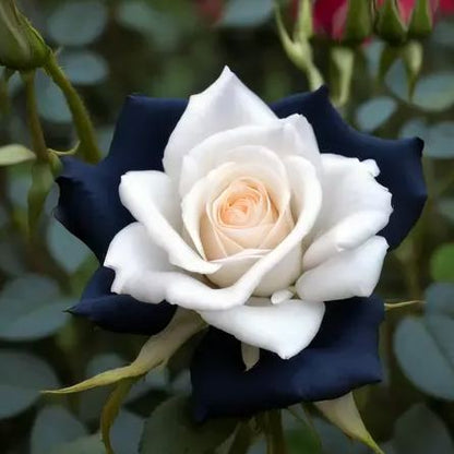 Dark Blue Lace Roses Seeds