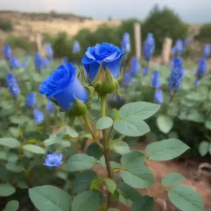 Pure Dark Blue Rose Seeds
