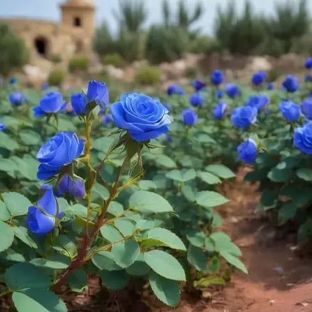Pure Dark Blue Rose Seeds