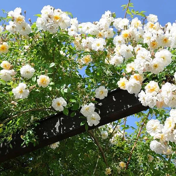 56% OFF✨Rare Climbing Rose Seeds🌹