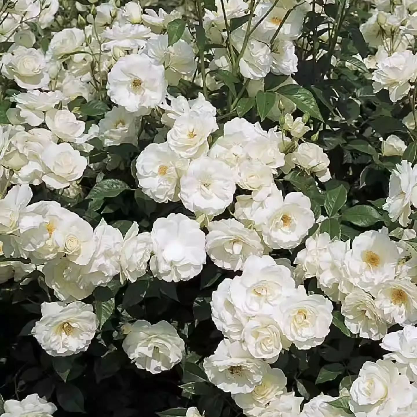 56% OFF✨Rare Climbing Rose Seeds🌹