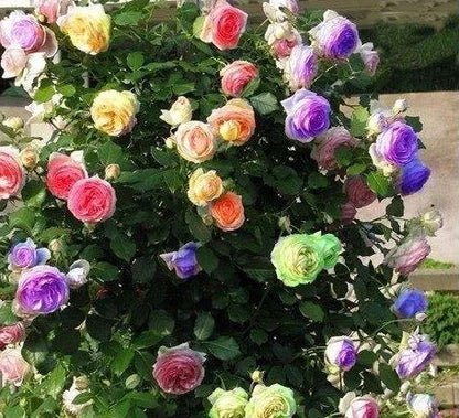 56% OFF✨Rare Climbing Rose Seeds🌹