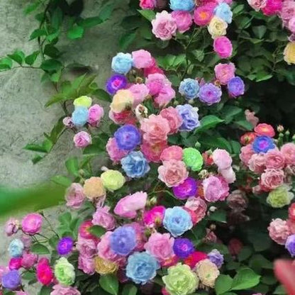 56% OFF✨Rare Climbing Rose Seeds🌹