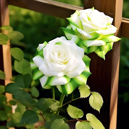 🎉Limited time discount🌞Black and White Cruella Twin Roses Seeds