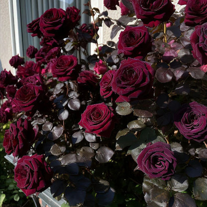 🎉Limited Time Discount🎉Black Buck Rose❤️🖤Heirloom Seeds