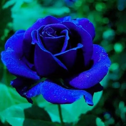 🎉2024 Hot-selling ✨-Premium Rose Seeds Mix🌈🌹