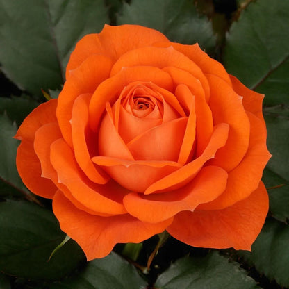 🎉2024 Hot-selling ✨-Premium Rose Seeds Mix🌈🌹