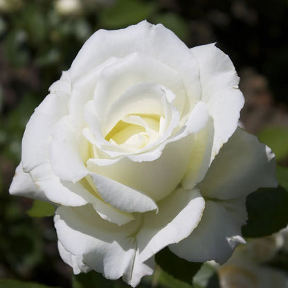 🎉2024 Hot-selling ✨-Premium Rose Seeds Mix🌈🌹