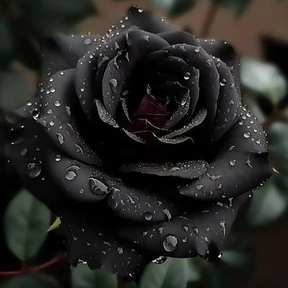 🎉2024 Hot-selling ✨-Premium Rose Seeds Mix🌈🌹
