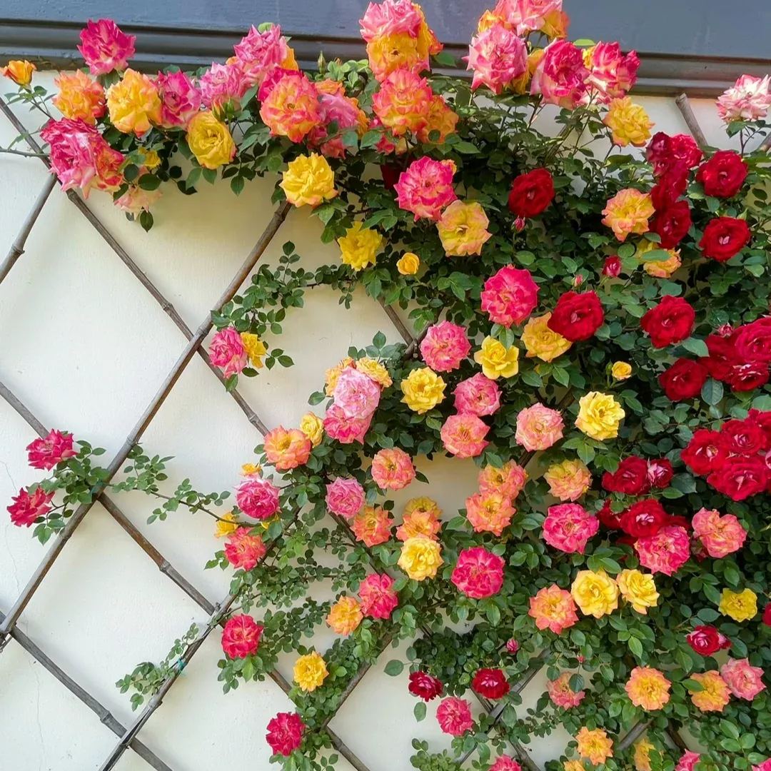 56% OFF✨Rare Climbing Rose Seeds🌹