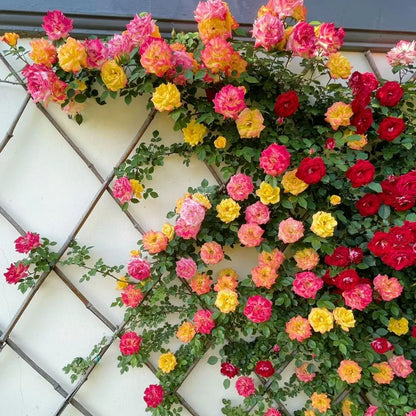56% OFF✨Rare Climbing Rose Seeds🌹
