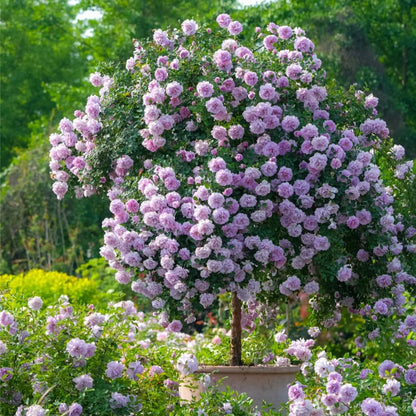 Lollipop Rose 🌺🍭 Perfect Garden Plant