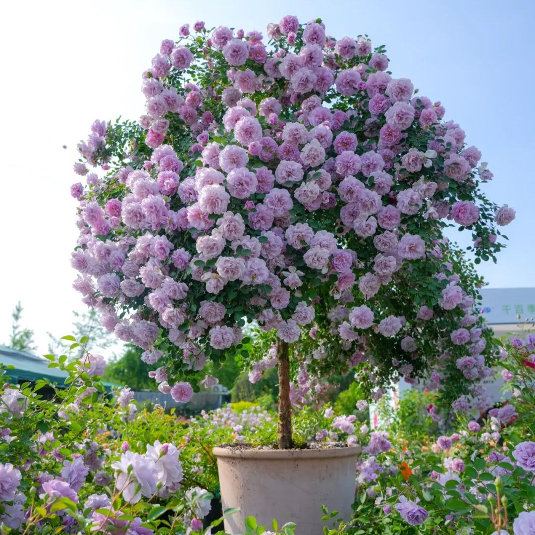 Lollipop Rose 🌺🍭 Perfect Garden Plant
