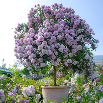 Lollipop Rose 🌺🍭 Perfect Garden Plant