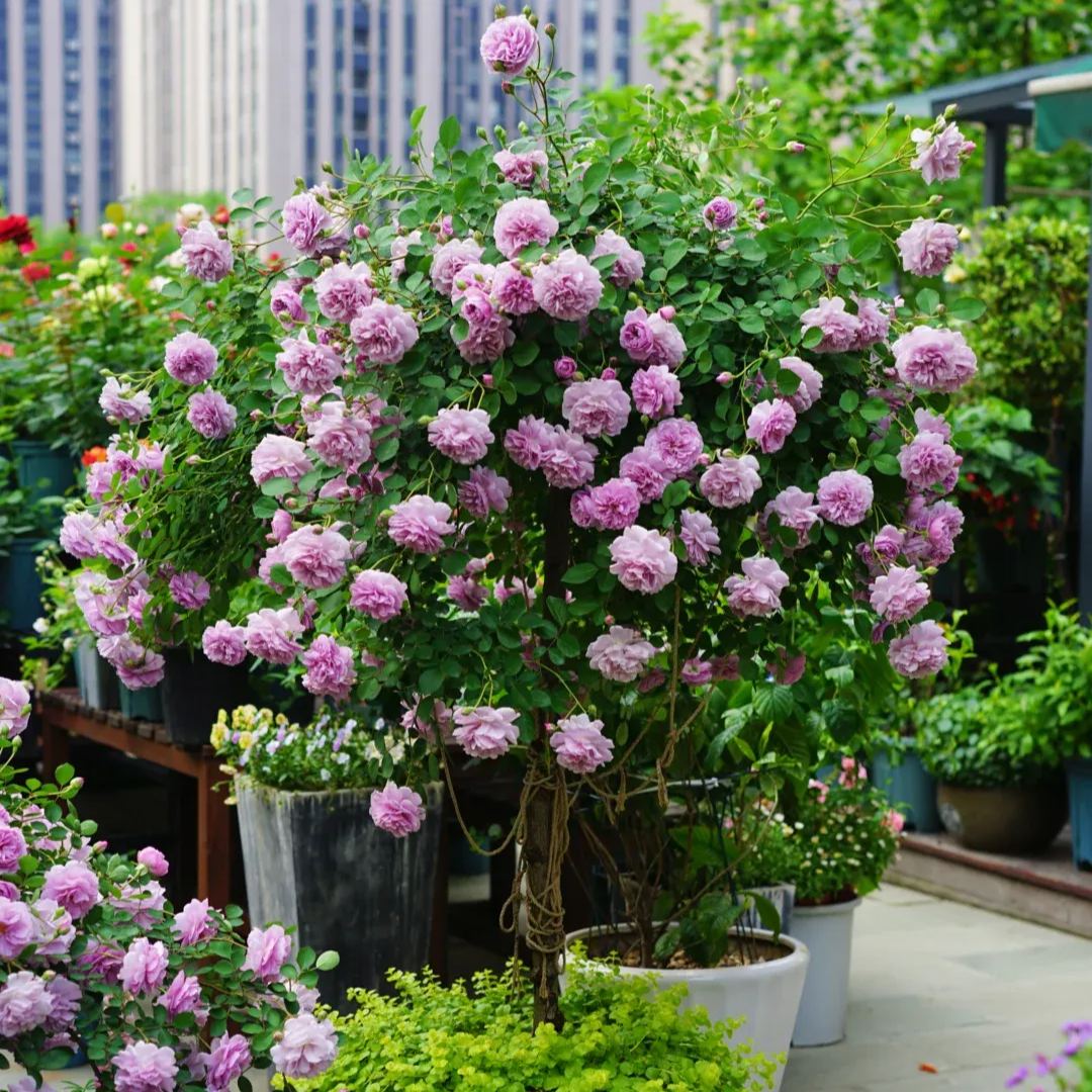 Lollipop Rose 🌺🍭 Perfect Garden Plant
