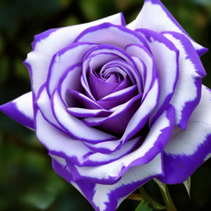 🌹 Rare Twin Rose Seeds – Double Blooms, Double Beauty