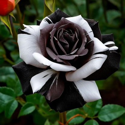 🎉Limited time discount🌞Black and White Cruella Twin Roses Seeds