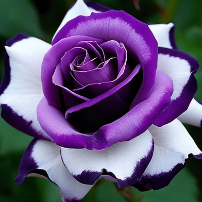 🎉Limited time discount🌞Black and White Cruella Twin Roses Seeds