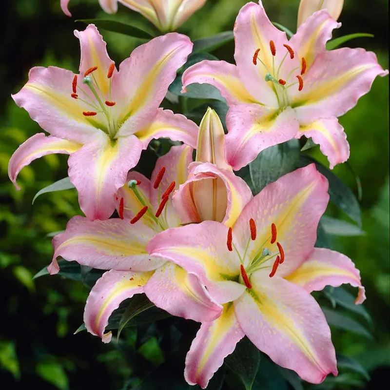 Yellow Spots Lily-Rare Exquisite Lily Bulbs 🌸