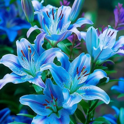 Aurora Lily-Rare Exquisite Lily Bulbs 🌸